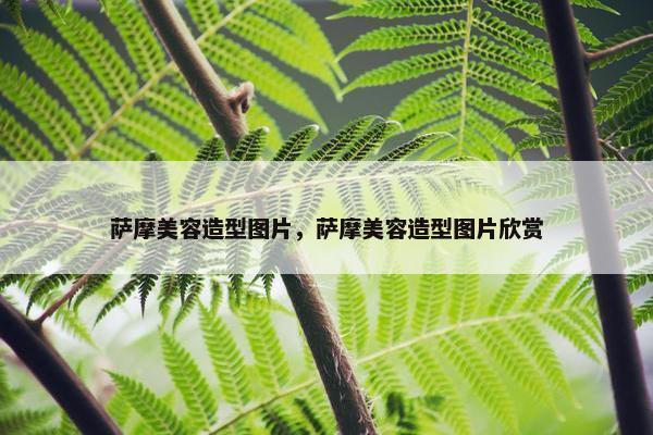 萨摩美容造型图片，萨摩美容造型图片欣赏