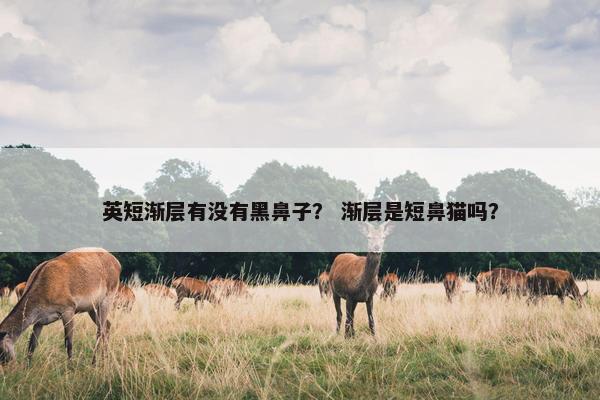 英短渐层有没有黑鼻子？ 渐层是短鼻猫吗？