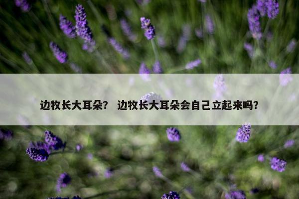 边牧长大耳朵？ 边牧长大耳朵会自己立起来吗？