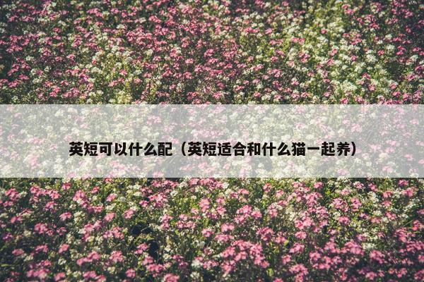 英短可以什么配（英短适合和什么猫一起养）