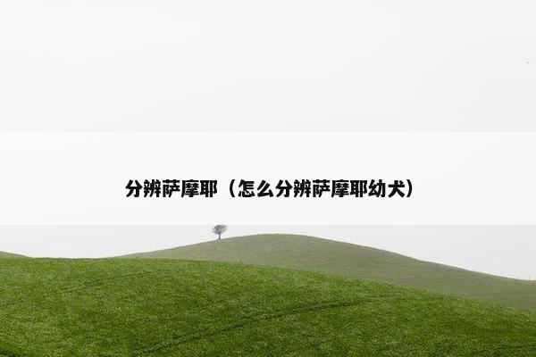 分辨萨摩耶（怎么分辨萨摩耶幼犬）