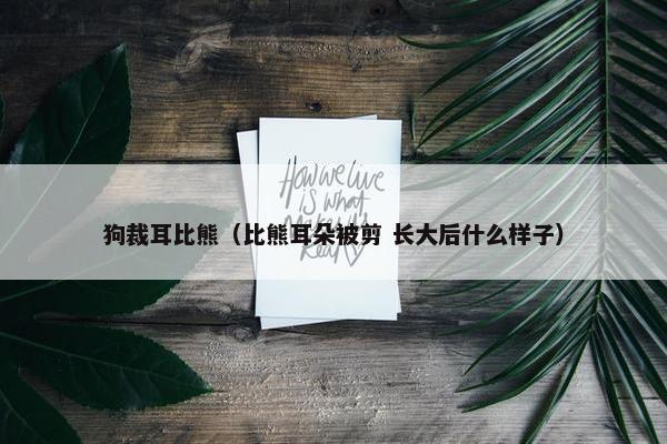 狗裁耳比熊（比熊耳朵被剪 长大后什么样子）