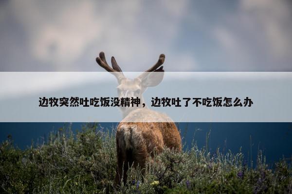 边牧突然吐吃饭没精神，边牧吐了不吃饭怎么办