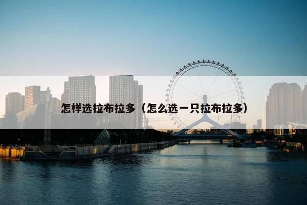怎样选拉布拉多（怎么选一只拉布拉多）