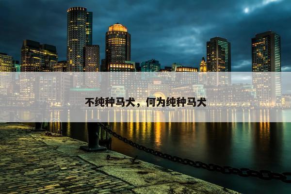 不纯种马犬，何为纯种马犬