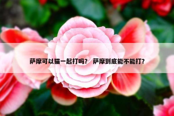 萨摩可以猫一起打吗？ 萨摩到底能不能打？