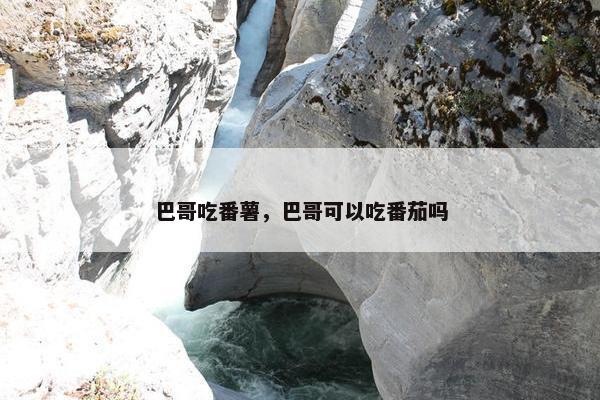 巴哥吃番薯，巴哥可以吃番茄吗