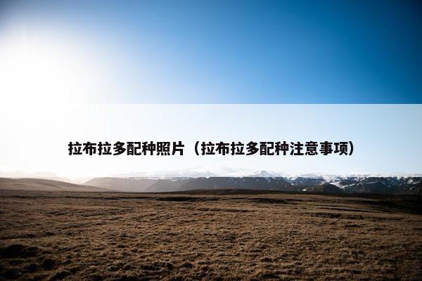拉布拉多配种照片（拉布拉多配种注意事项）
