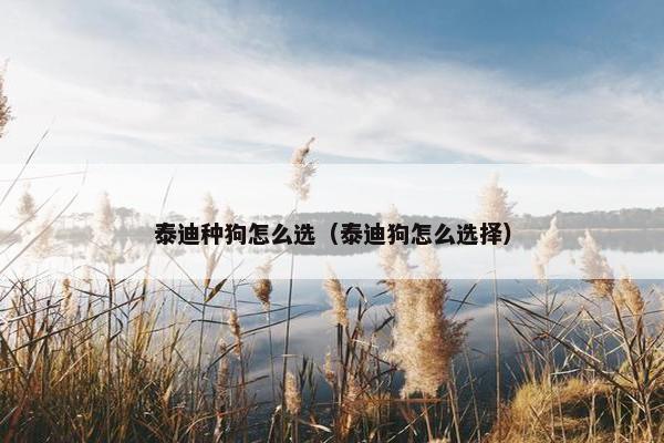 泰迪种狗怎么选（泰迪狗怎么选择）