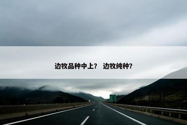 边牧品种中上？ 边牧纯种？