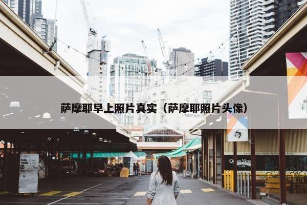 萨摩耶早上照片真实（萨摩耶照片头像）
