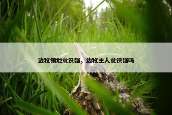 边牧领地意识强，边牧主人意识强吗