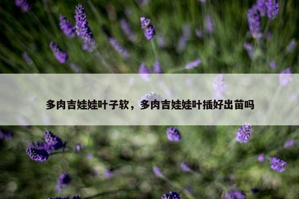 多肉吉娃娃叶子软，多肉吉娃娃叶插好出苗吗