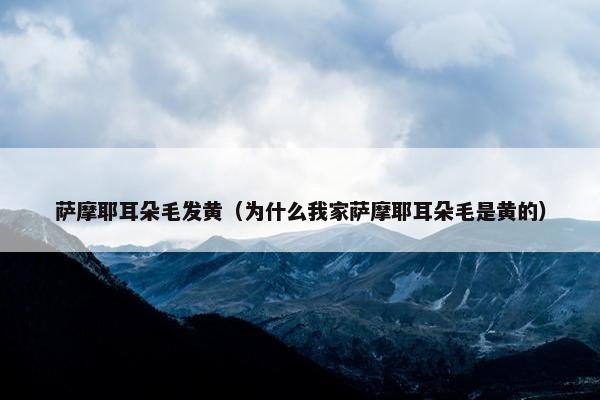 萨摩耶耳朵毛发黄（为什么我家萨摩耶耳朵毛是黄的）