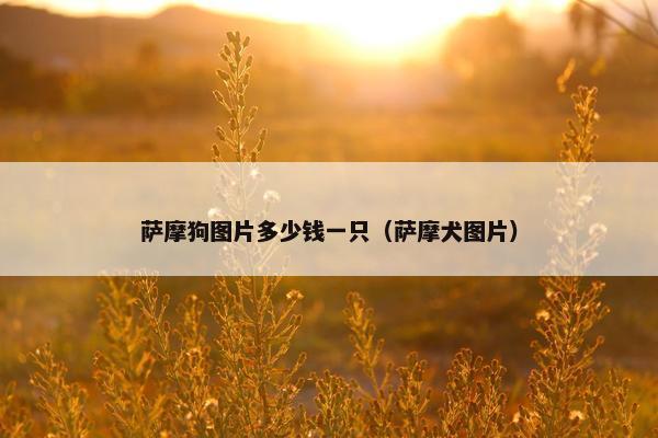 萨摩狗图片多少钱一只（萨摩犬图片）