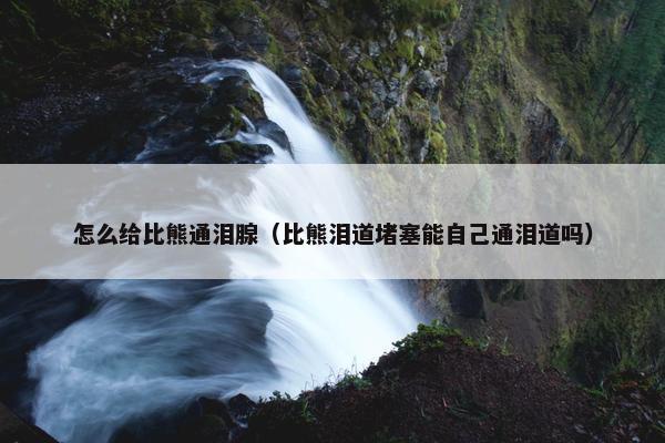 怎么给比熊通泪腺（比熊泪道堵塞能自己通泪道吗）