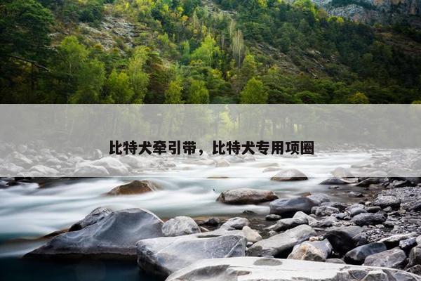 比特犬牵引带，比特犬专用项圈