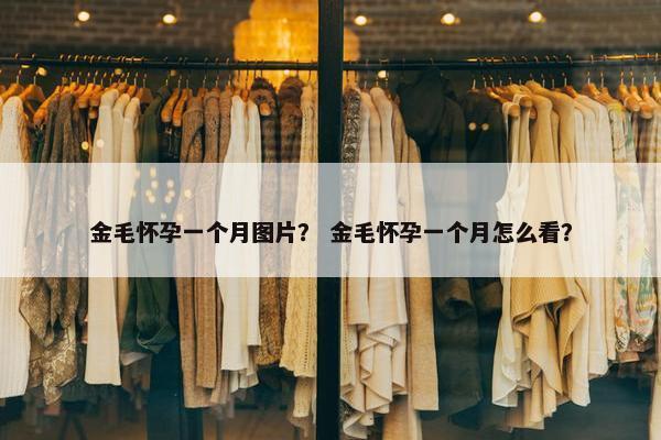 金毛怀孕一个月图片？ 金毛怀孕一个月怎么看？