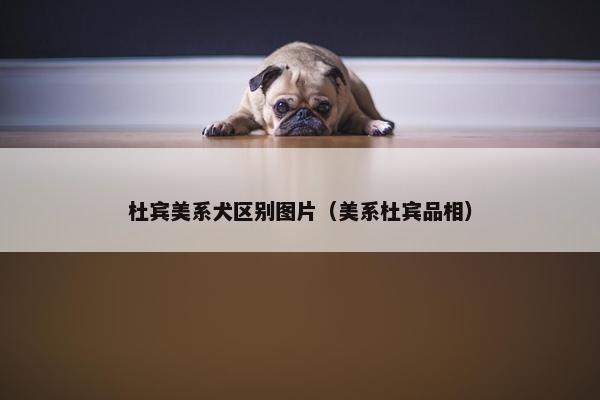 杜宾美系犬区别图片（美系杜宾品相）