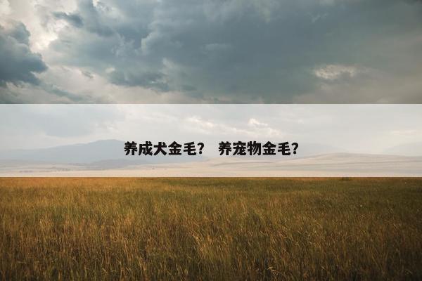 养成犬金毛？ 养宠物金毛？