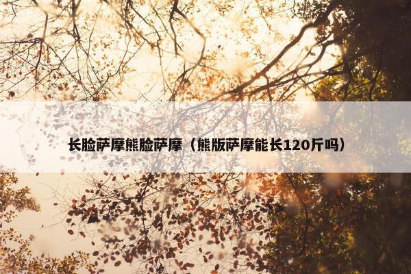 长脸萨摩熊脸萨摩（熊版萨摩能长120斤吗）