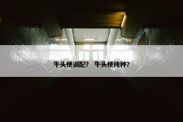 牛头梗调配？ 牛头梗纯种？
