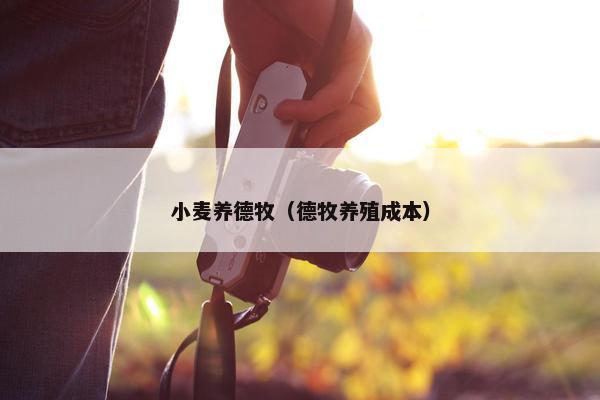 小麦养德牧（德牧养殖成本）