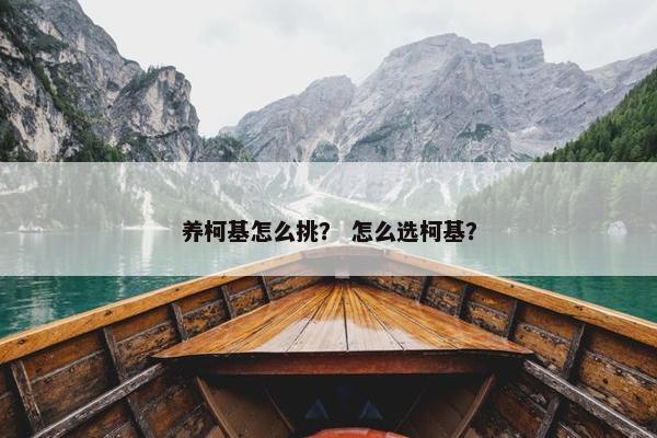 养柯基怎么挑？ 怎么选柯基？