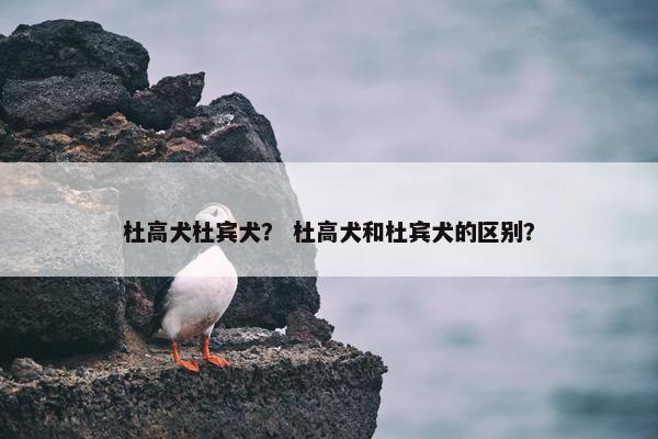 杜高犬杜宾犬？ 杜高犬和杜宾犬的区别？