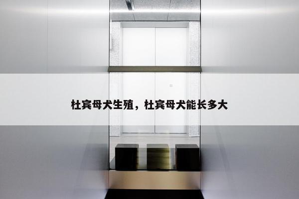 杜宾母犬生殖，杜宾母犬能长多大