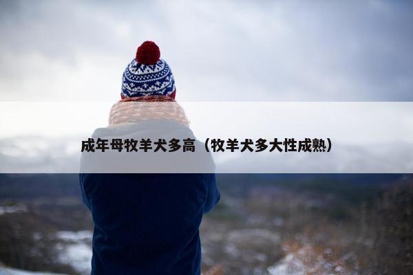 成年母牧羊犬多高（牧羊犬多大性成熟）