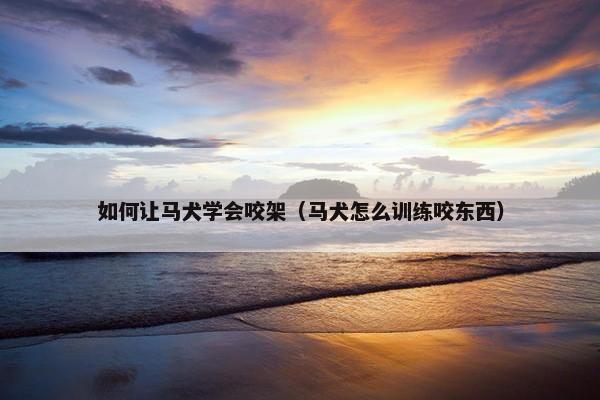 如何让马犬学会咬架（马犬怎么训练咬东西）