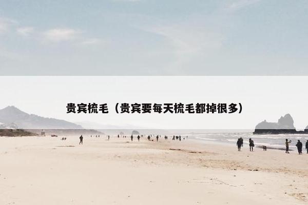 贵宾梳毛（贵宾要每天梳毛都掉很多）