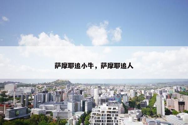萨摩耶追小牛，萨摩耶追人