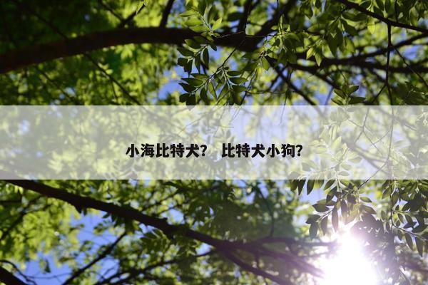 小海比特犬？ 比特犬小狗？