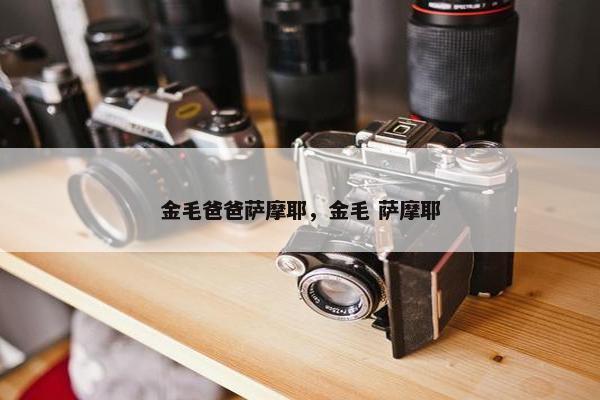 金毛爸爸萨摩耶，金毛 萨摩耶