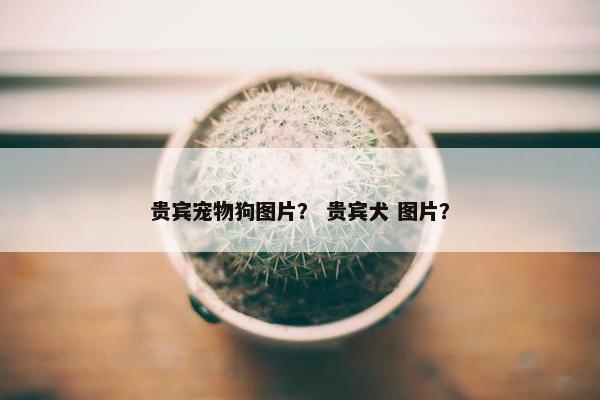 贵宾宠物狗图片？ 贵宾犬 图片？