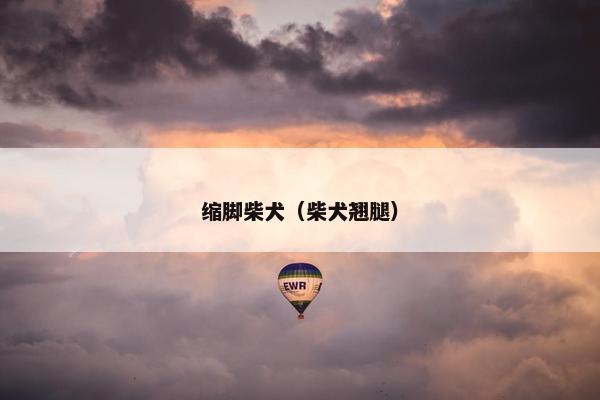 缩脚柴犬（柴犬翘腿）