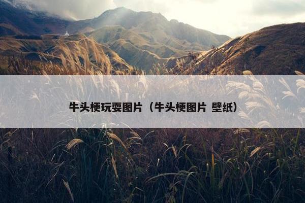 牛头梗玩耍图片（牛头梗图片 壁纸）