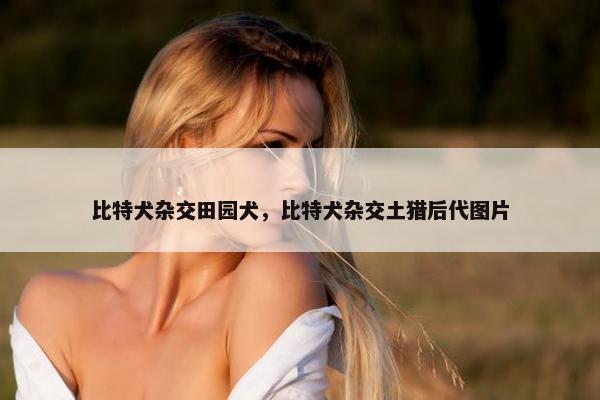 比特犬杂交田园犬，比特犬杂交土猎后代图片