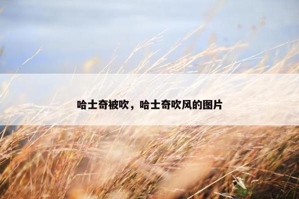 哈士奇被吹，哈士奇吹风的图片