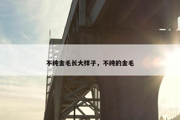 不纯金毛长大样子，不纯的金毛