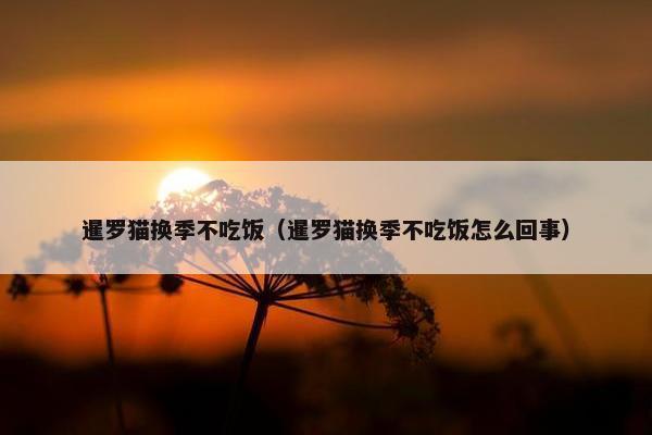 暹罗猫换季不吃饭（暹罗猫换季不吃饭怎么回事）