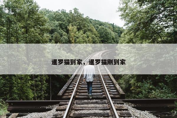 暹罗猫到家，暹罗猫刚到家