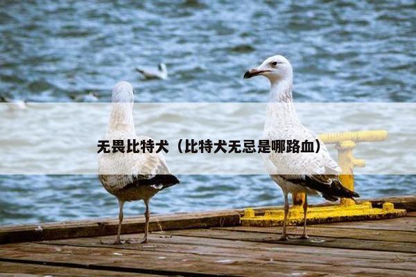 无畏比特犬（比特犬无忌是哪路血）