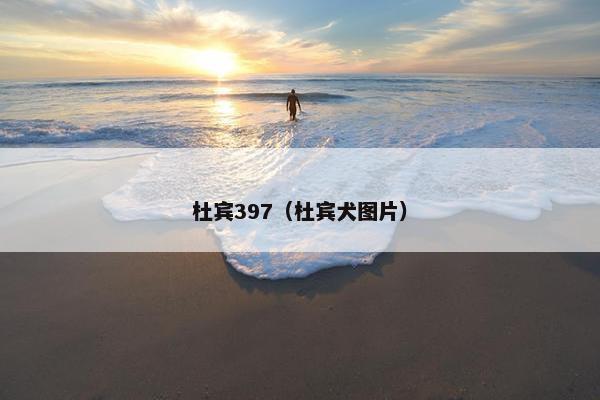 杜宾397（杜宾犬图片）