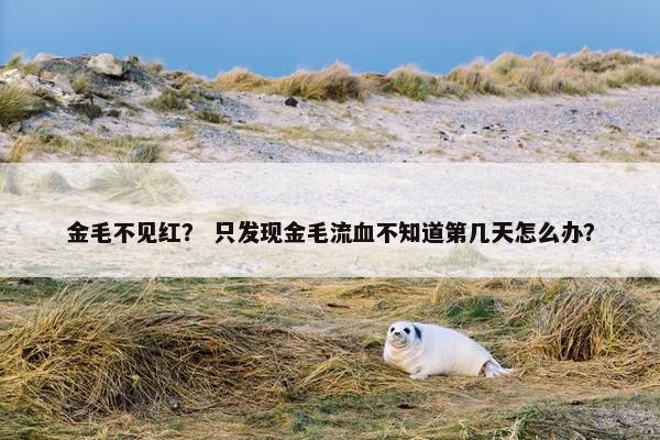 金毛不见红？ 只发现金毛流血不知道第几天怎么办？
