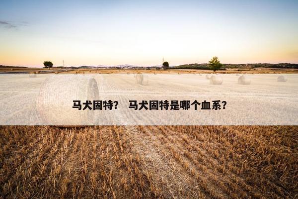 马犬固特？ 马犬固特是哪个血系？