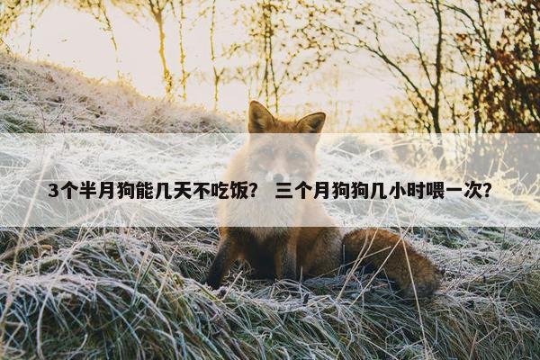 3个半月狗能几天不吃饭？ 三个月狗狗几小时喂一次？
