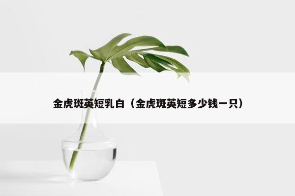 金虎斑英短乳白（金虎斑英短多少钱一只）